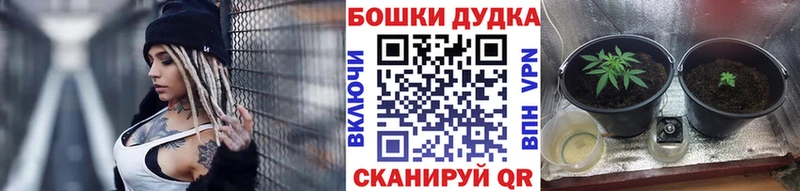 Бошки Шишки марихуана как найти закладки mega ссылки Камышин